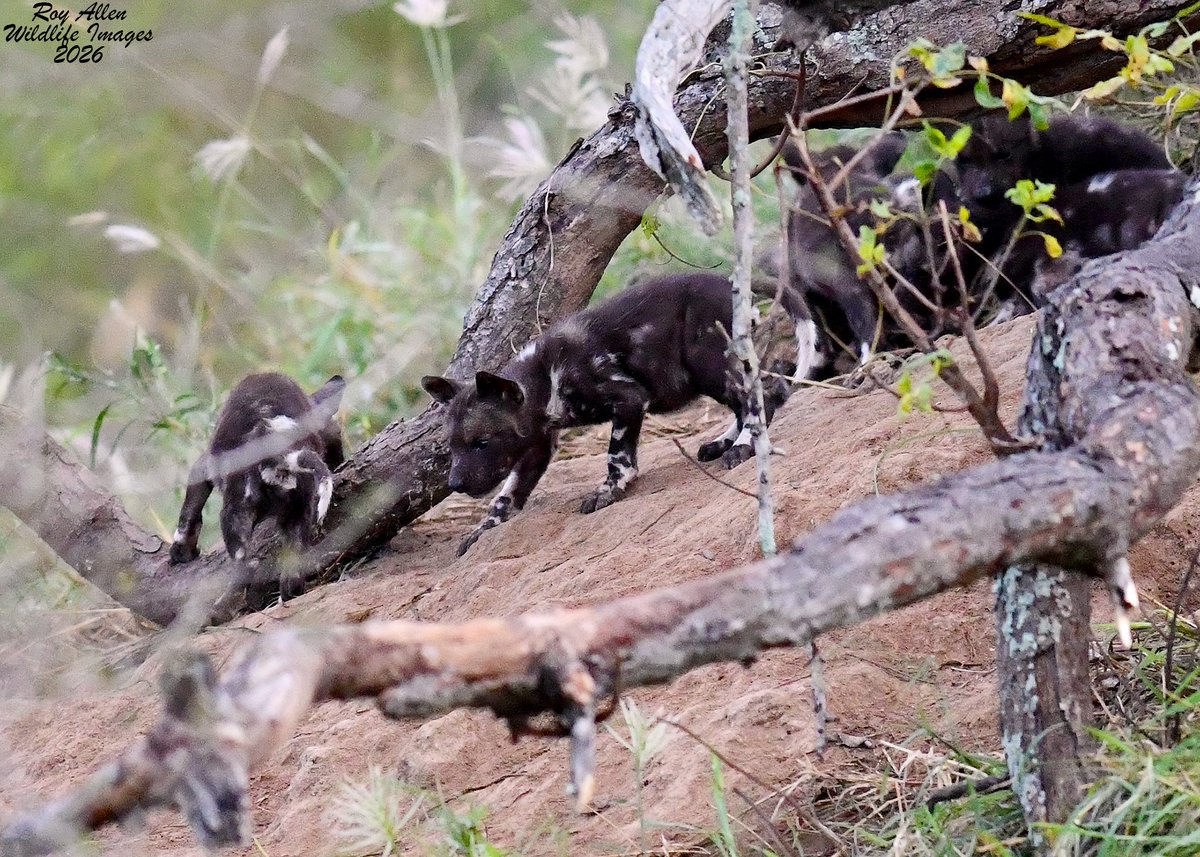 RoyAllenSID's tweet photo. Had a 3:30 wake up call from roaring Lions right outside of camp before moving North to Satara, a very different ecosystem than the Southern part of Kruger. Got our first good look at the Wild Dog puppies on the way and had sightings of Lions, Owls, and Wild Cats on a night drive https://t.co/gs3cbzasxH
