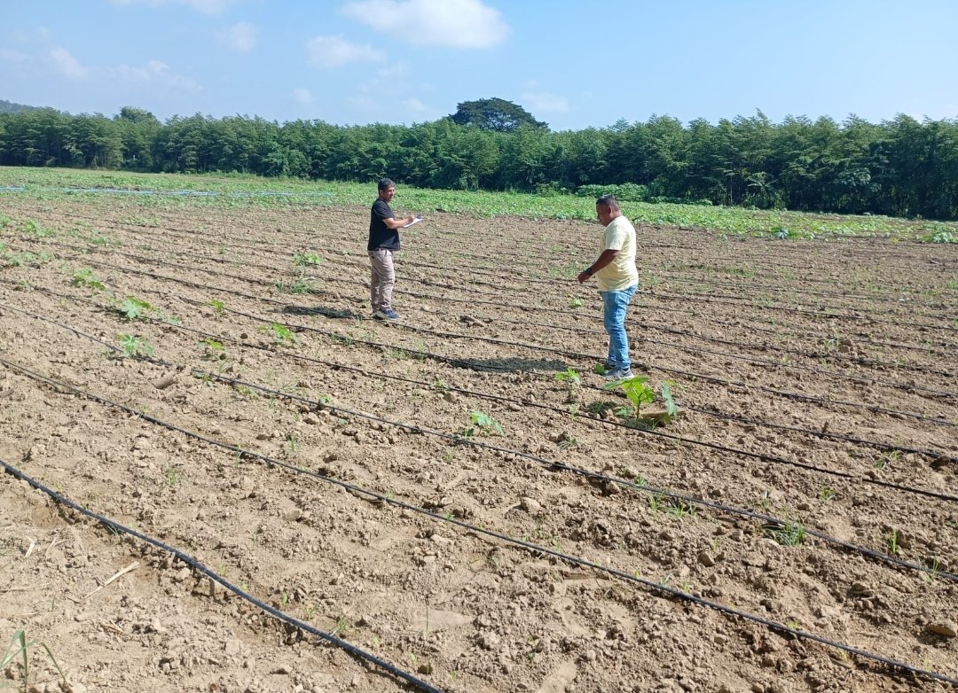 Agricultura_CZ4's tweet photo. #Manabí | Inspección en lotes de producción de semillas de maíz 🌽 INIAP H-601, en los predios de la granja La Teodomira, ubicada en la parroquia Lodana del cantón #SantaAna, el objetivo es garantizar el derecho a que el agricultor use semillas certificadas.
#GobiernoDelEcuador https://t.co/MuxjK2iSuy