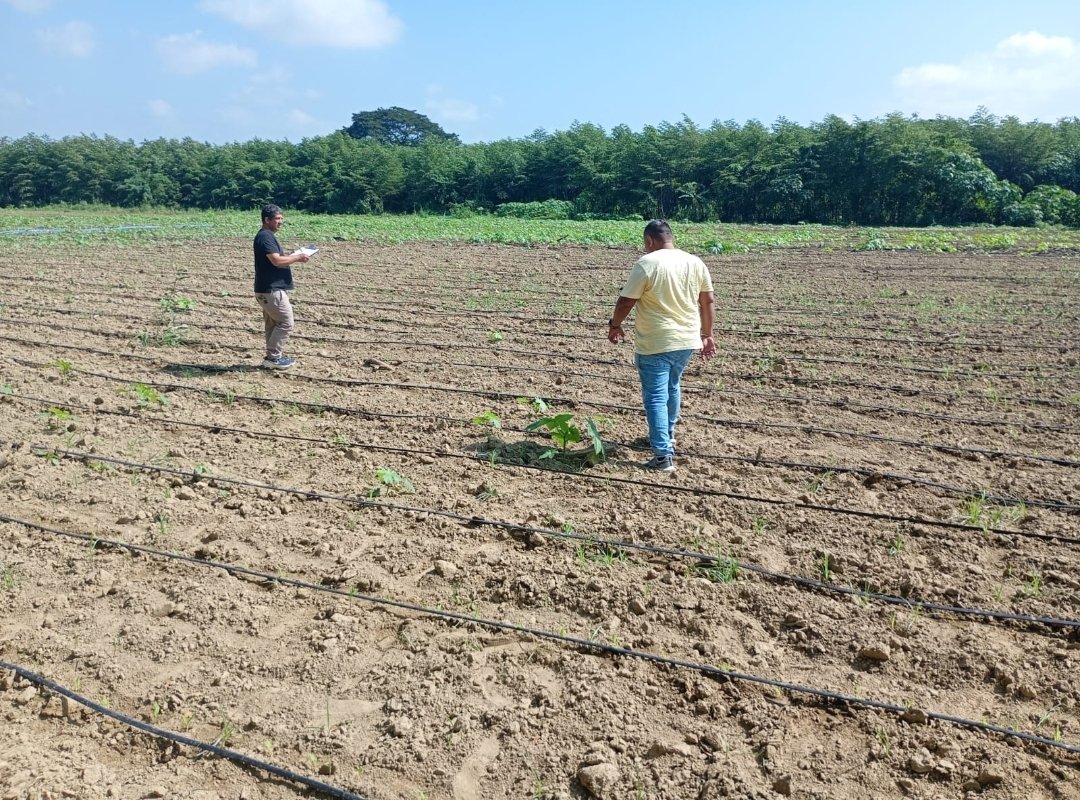 Agricultura_CZ4's tweet photo. #Manabí | Inspección en lotes de producción de semillas de maíz 🌽 INIAP H-601, en los predios de la granja La Teodomira, ubicada en la parroquia Lodana del cantón #SantaAna, el objetivo es garantizar el derecho a que el agricultor use semillas certificadas.
#GobiernoDelEcuador https://t.co/MuxjK2iSuy