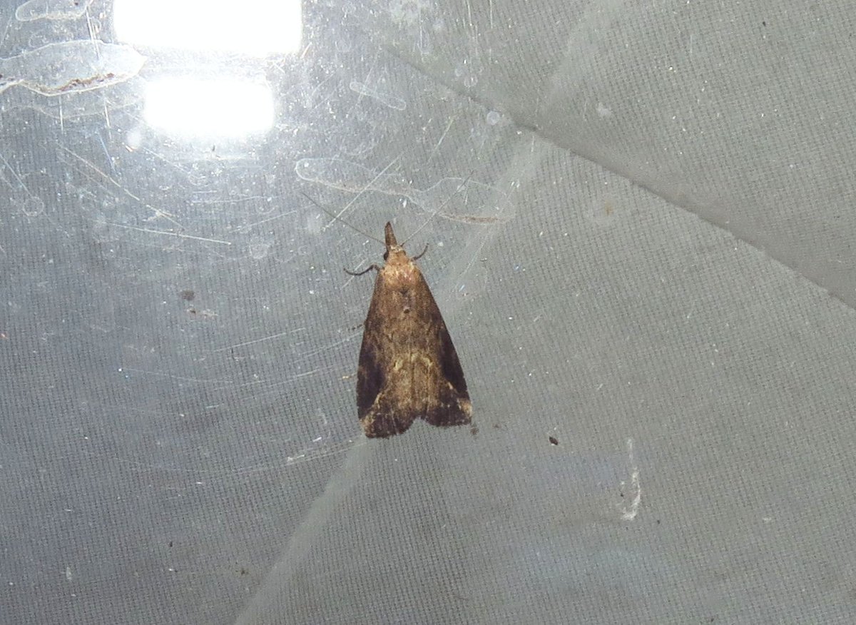 angegarrod's tweet photo. Pinion Streaked Snout. NFY.
#moths #leps #mothsmatter #teammoth #springwatch #insects https://t.co/UyAaw3wz6X