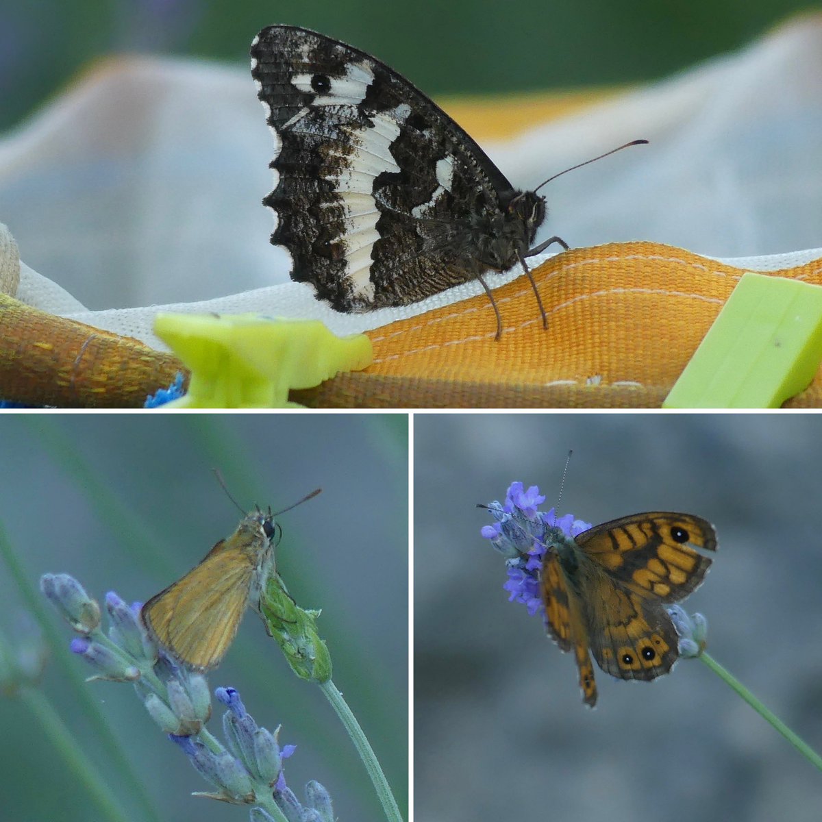 JoshsWildlife's tweet photo. Day 26 #30DaysWild
#Butterflies of Croatia! @NPKrka
🦋 Swallowtail
🦋 Adonis Blue
🦋 Silver-washed Fritillary
🦋 Spotted Fritillary
🦋 Great Banded Grayling
🦋 Small Skipper
🦋 Wall
🦋 Marbled White
🦋 Scarce Swallowtail
Hopefully my IDs are correct!
@savebutterflies https://t.co/VMqxUDlFl0