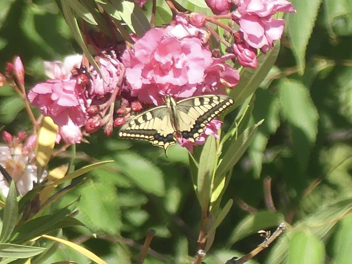 JoshsWildlife's tweet photo. Day 26 #30DaysWild
#Butterflies of Croatia! @NPKrka
🦋 Swallowtail
🦋 Adonis Blue
🦋 Silver-washed Fritillary
🦋 Spotted Fritillary
🦋 Great Banded Grayling
🦋 Small Skipper
🦋 Wall
🦋 Marbled White
🦋 Scarce Swallowtail
Hopefully my IDs are correct!
@savebutterflies https://t.co/VMqxUDlFl0