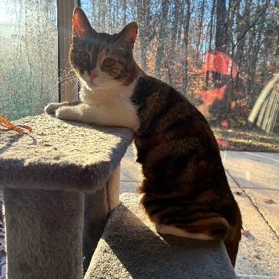 NCEmergency's tweet photo. If your evacuation plan for your cat is just trying to scoop them up while they sprint under the couch, it might be time for a backup plan. Pack them an emergency kit with food, water, medication, and toys. Don't forget a carrier for the car. #NationalKittenDay #ReadyNC https://t.co/1isAZQtoo5