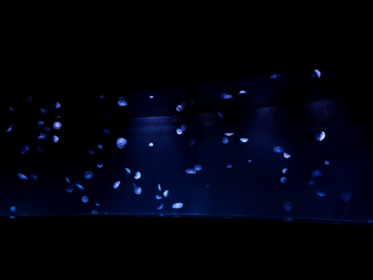 Pascal_4096's tweet photo. 🪼🪼🪼
#クラゲ
#サンシャイン水族館 https://t.co/UvGIu6rARD