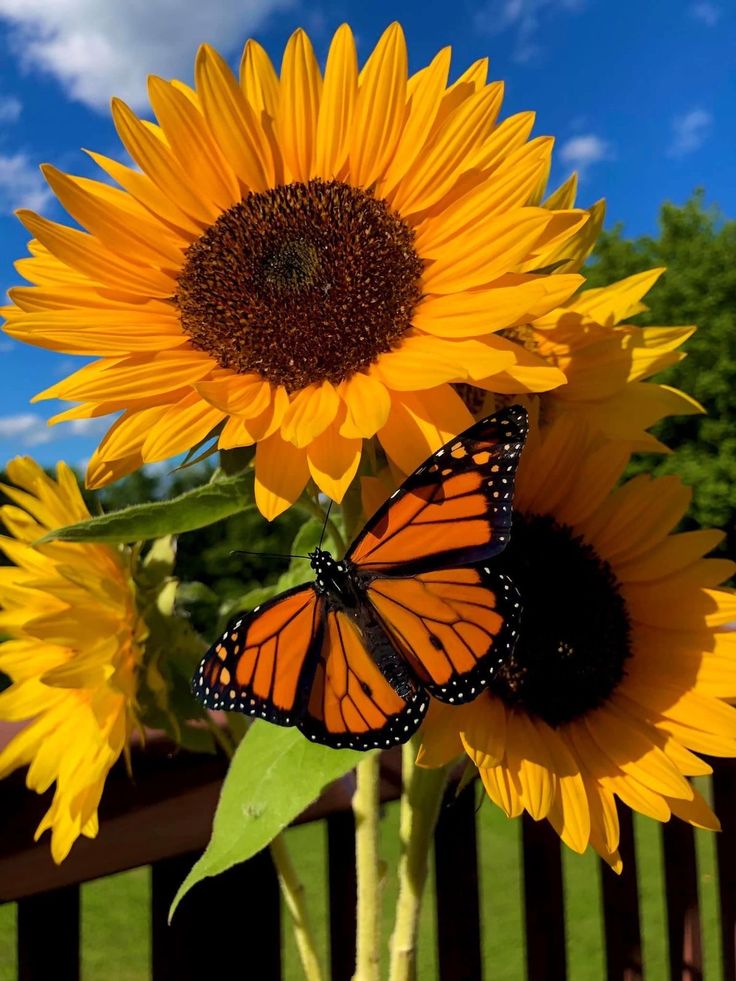Solara786's tweet photo. Sunflower 🌻 https://t.co/3ucvqWhGw8