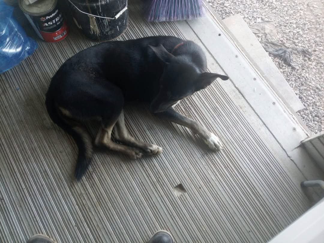 lyssitta's tweet photo. TERCERA PUBLICACIÓN!!!!!!!
Servicio social ✅️ 
#adopciónurgente ‼️‼️‼️‼️‼️
#adopta 🐕
#URGENTE 🆘️🆘️🆘️

Ella se llama negra
Esta es la tercera publicación que se hace de su caso y esta vez la situación es sumamente grave!!!!

Está en el encuentro de San Miguel, uno de los empleados de la construcción se la trajo del encuentro de gotera
Pero resulta que ya se fue y LA DEJO AHI A SU SUERTE!!!

Otro de los empleados le esta dando de comer y esta al pendiente de ella y suplica ALGUIEN QUE LE DE HOGAR!!!!
Cuándo termine el proyecto quedaría a la deriva sin nadie 😭
Es obediente,amorosa y mancita, ya está esterelizada, tendra 3 años aproximadamente 
Información en el +503 7813 2689