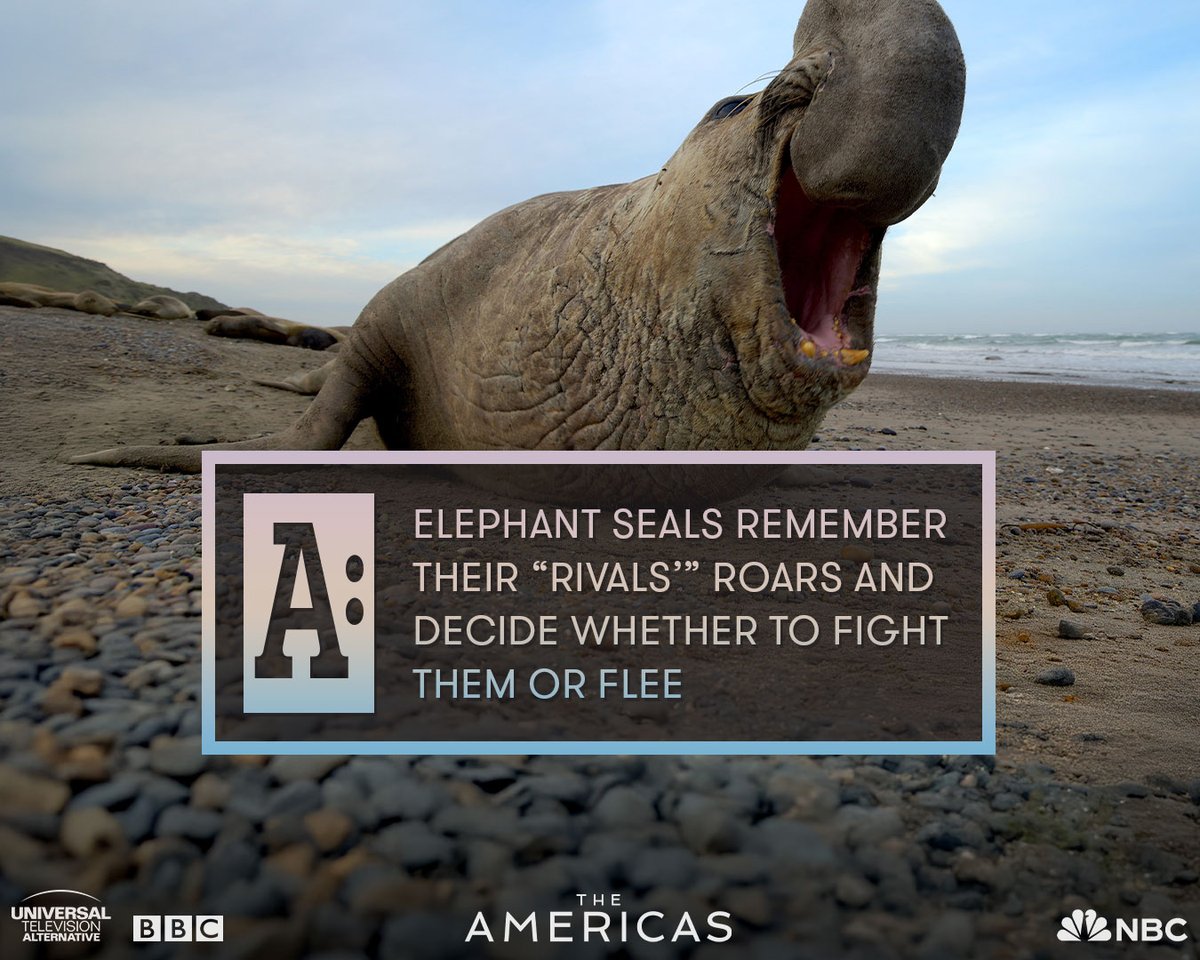UTVAlternative's tweet photo. 🔍 A closer look at Patagonia's wild side...

Did you spot this in last night's episode? 

>> Swipe to reveal the mystery >>

Catch up on #TheAmericas: Fun Fact Edition now on @peacock https://t.co/ka4TJyduYP