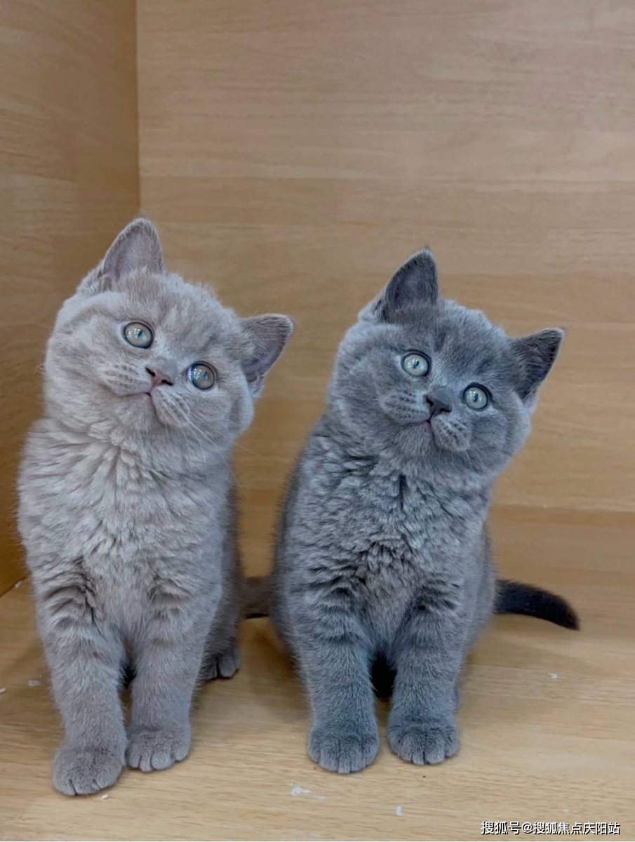 c_carmela's tweet photo. My grumpy cat thinks my new rescue pup is her new annoying (but secretly beloved) shadow  Best messy, purr-fect pair ever! https://t.co/BcHsrAsyag