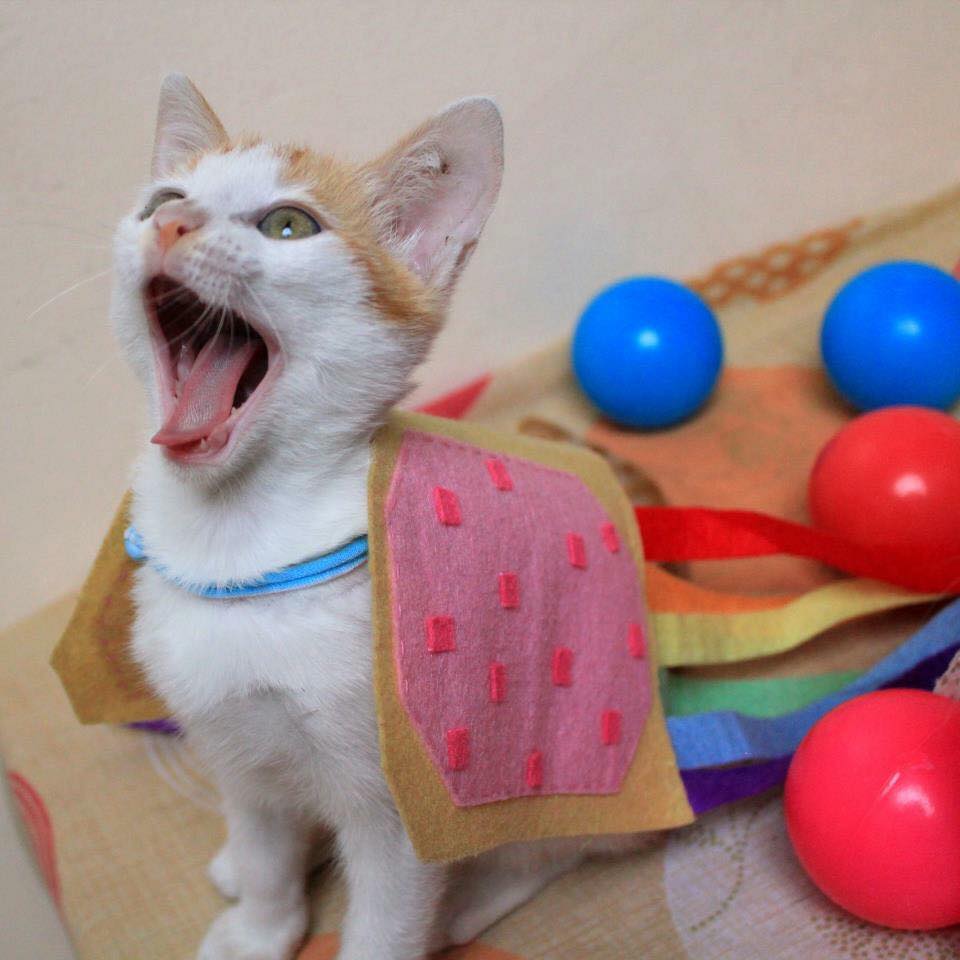 Nyan Cat tweet media