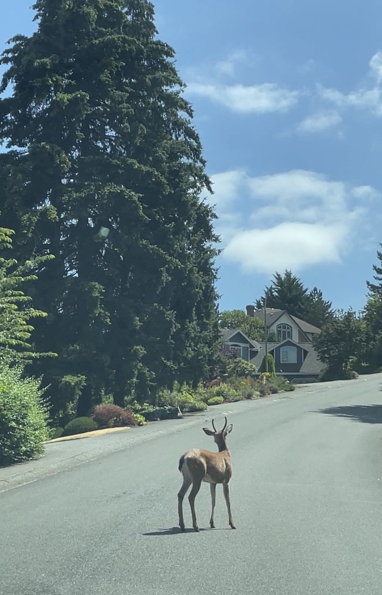 dnkftkele's tweet photo. Rural American Life with Deer 🦌 Deer roam freely, appearing at any time, ready to intrude into your life, stopping you on the road just to let you know they're road bullies. #AmericanLife https://t.co/rjWyEqbInw