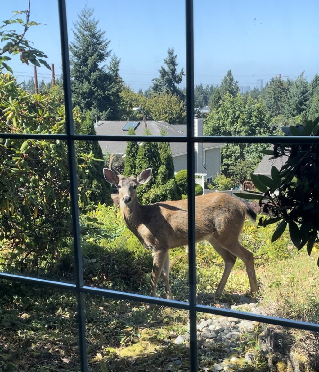 dnkftkele's tweet photo. Rural American Life with Deer 🦌 Deer roam freely, appearing at any time, ready to intrude into your life, stopping you on the road just to let you know they're road bullies. #AmericanLife https://t.co/rjWyEqbInw