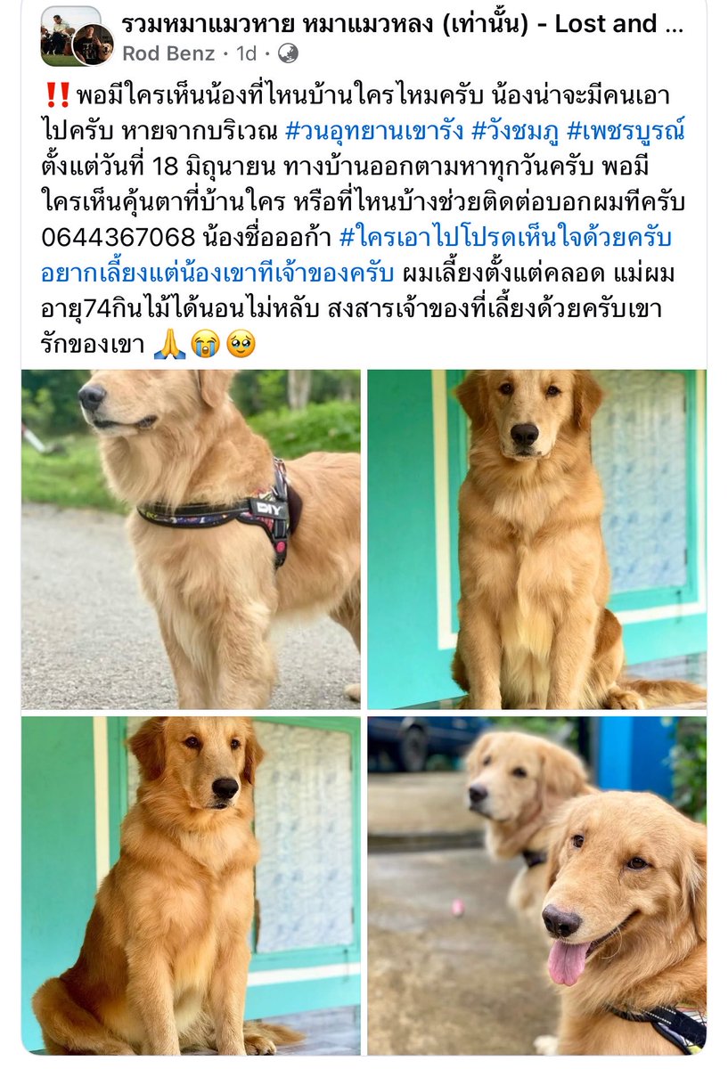 shin_jin's tweet photo. ตามหา น้องออก้า #หมาหาย #ตามหาหมาหาย พิกัด วนอุทธยานเขารัง เพชรบูรณ์ เคสนี้ตามหามาพักใหญ่แล้วค่ะ เราจำได้ว่าเคยเอามาแชร์แล้ว แต่ยังหาน้องไม่เจอ ใครพอคุ้นหน้าคุ้นตา หรือพบเจอน้องหมาลักษณะนี้ติดต่อเจ้าของเฟสได้เลยค่ะ ทางคุณแม่คนโพสอายุมากแล้วกินไม่ได้นอนไม่หลับ อยากได้น้องคืนค่ะ 🥹🙏🏻