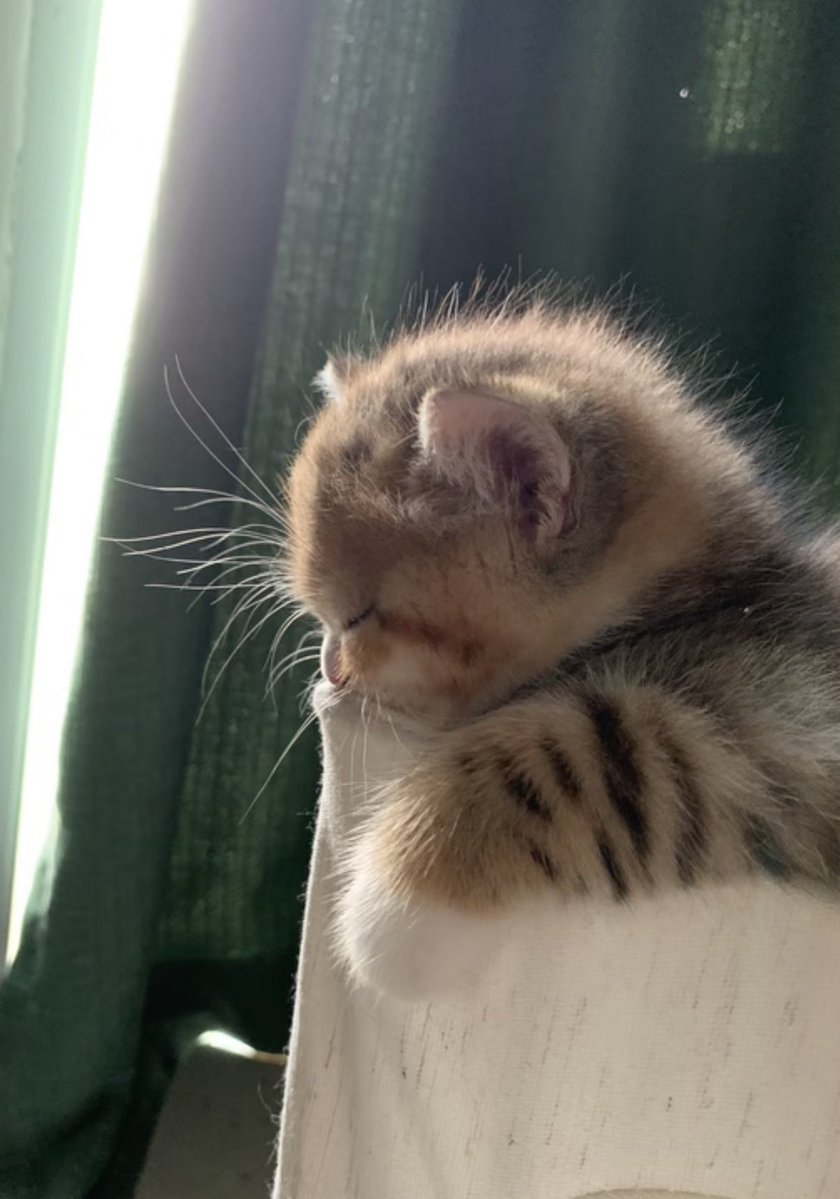 twaniimals's tweet photo. https://t.co/CIKvnEXW96