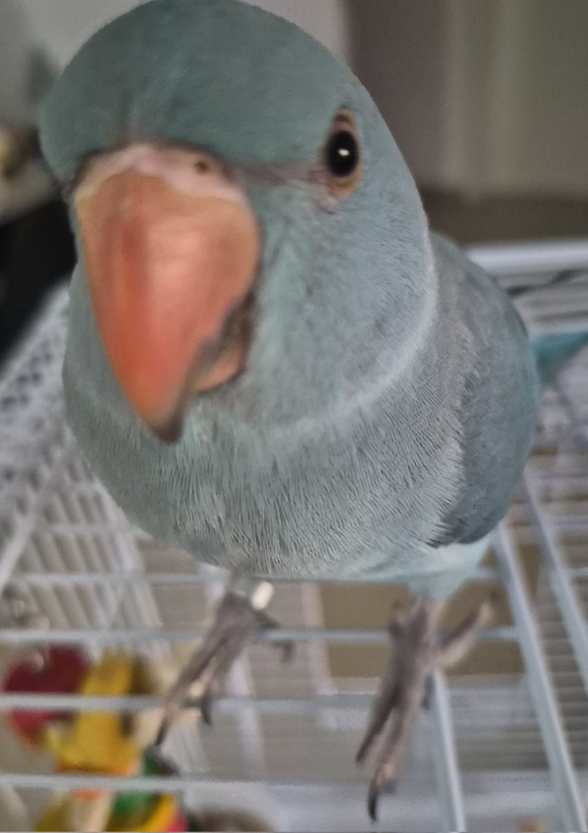 zane tweet media