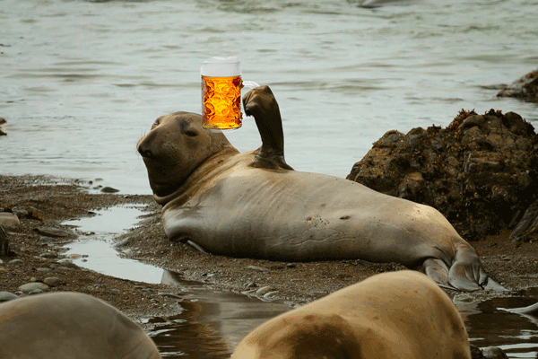 VUbrew's tweet photo. Be WACKY and RAGE ON with Neil the Seal🦭at VU🍺!
What makes you WACKY and fly into a RAGE?
Slàinte!🍻
#LiveMusic #NoCover #nealtheseal #tasmania
#fridaybeers #fridayvibes #friday #fridaynight #fridaybeers #BeerFriday #neiltheseal @tasmania @neiltheseal__ https://t.co/hcNgYdN1Uq