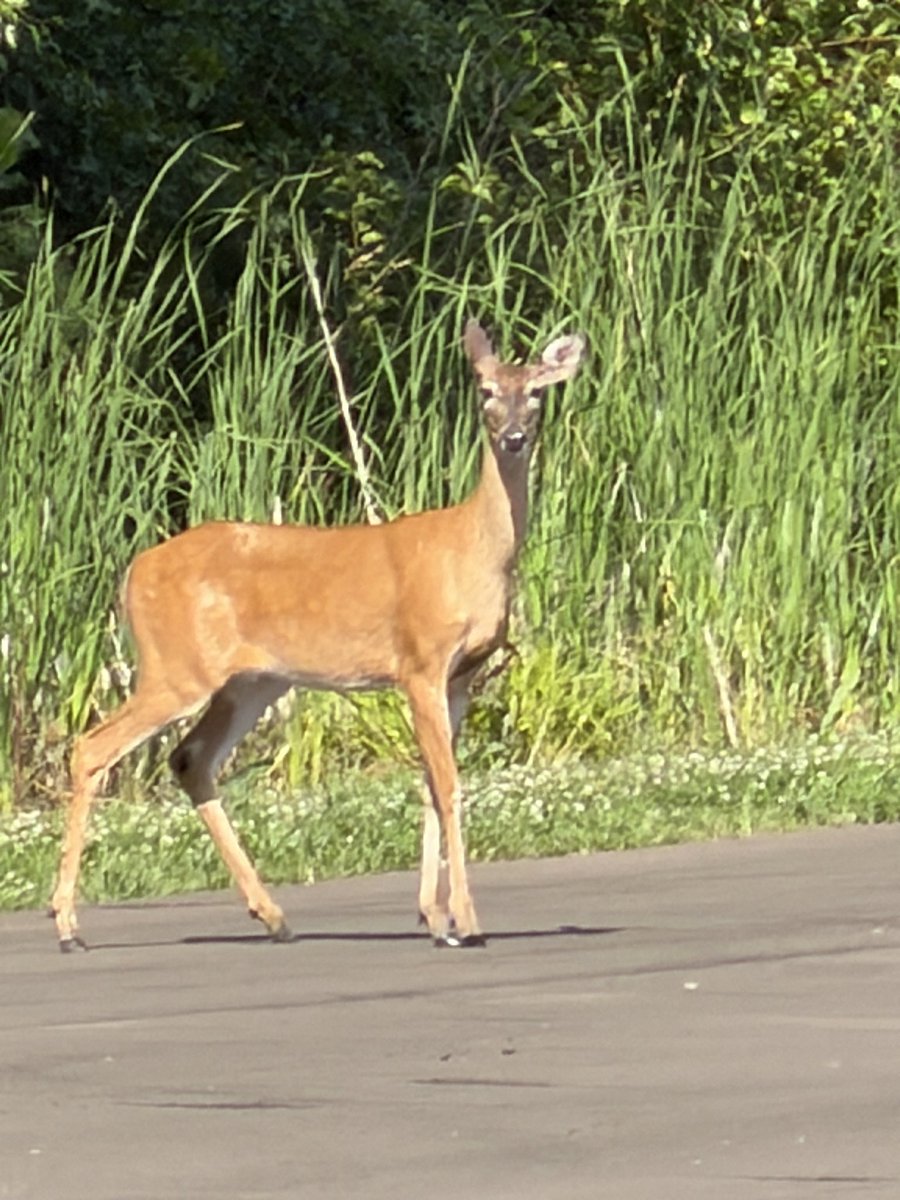 JeffGerber15's tweet photo. @kittytriplet Greetings! 82 to 88 with a feel of 92, humid, partly sunny, moderate breeze. Got 1 more coffee left for later. Peace to you 👼🌹❤️🙏 https://t.co/5qukvRvWAx
