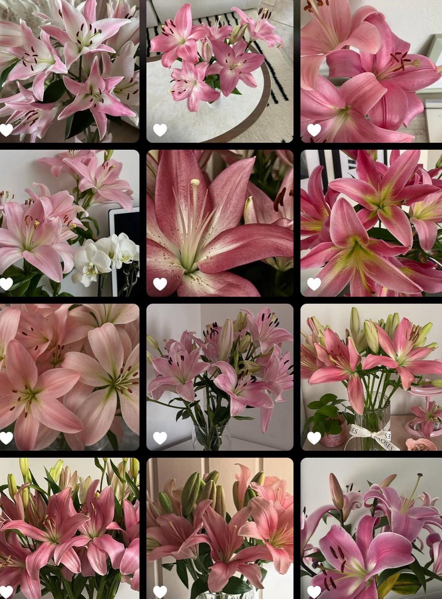 bloomifyyy's tweet photo. Lilies https://t.co/wX2iiapmBD