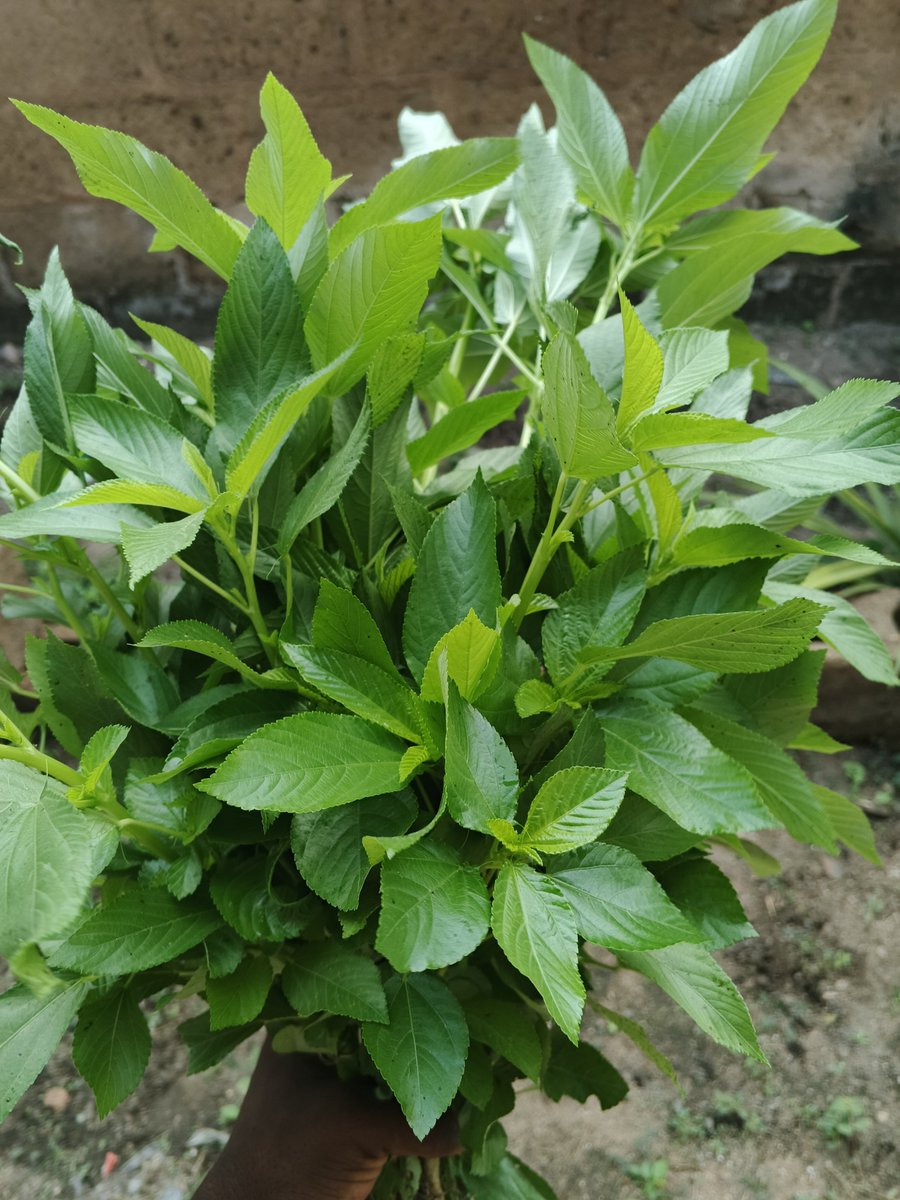 FarmwellOFCL's tweet photo. If it's just vegetables, try growing them in your backyard. If your compound is cemented, grow them in sacks. Give it a try and enjoy the satisfaction of harvesting fresh food you grow with your own hands. https://t.co/ZZ7yBMe5SK
