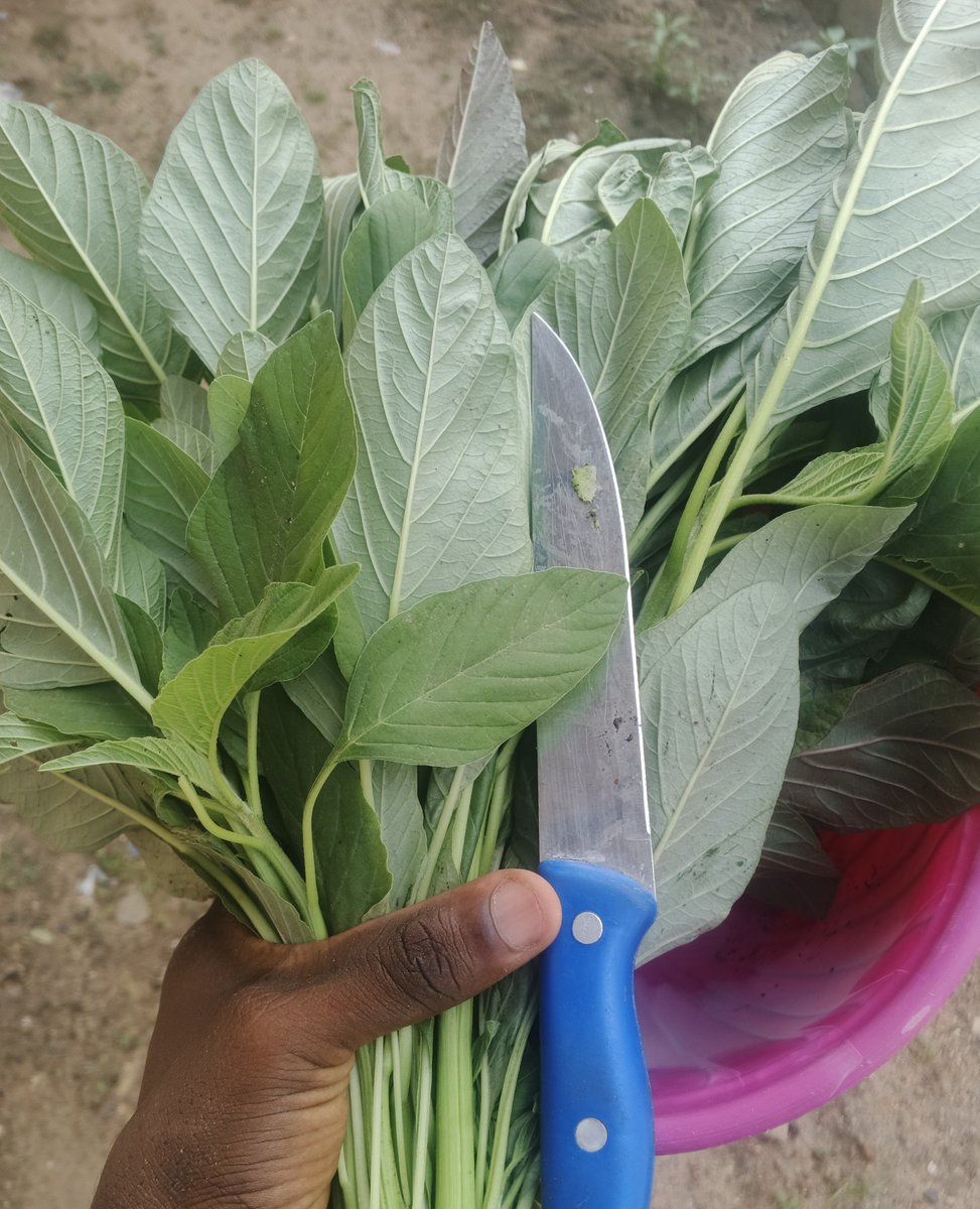 FarmwellOFCL's tweet photo. If it's just vegetables, try growing them in your backyard. If your compound is cemented, grow them in sacks. Give it a try and enjoy the satisfaction of harvesting fresh food you grow with your own hands. https://t.co/ZZ7yBMe5SK
