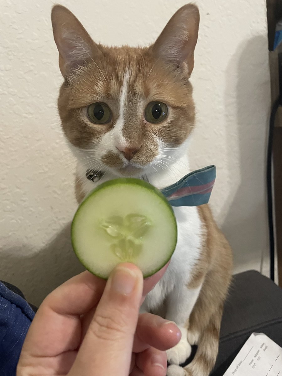 MyKittyVinnie's tweet photo. cucumba https://t.co/U0EvLn7CDo