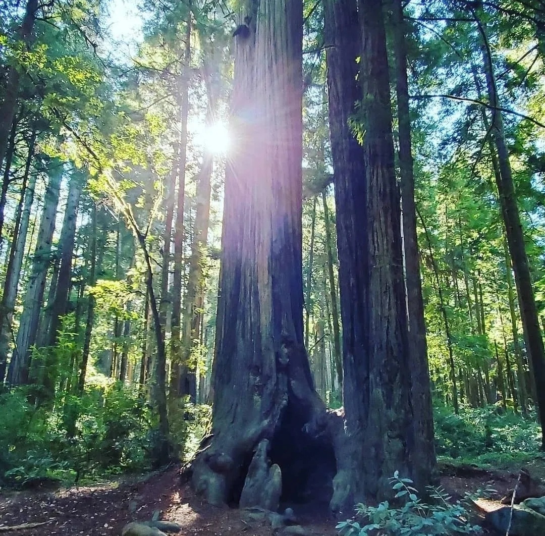 HuntSumZombiez's tweet photo. Jedidiah Smith State Park NorthernCalifornia. Redwood National Forest
#Nature #Beauty #amateurphotography #amaturephotographer #Redwoods #Forest #NorthernCalifornia #Trees #Ferns #Serine #Fog #SunRays https://t.co/v5ADXvHgMm