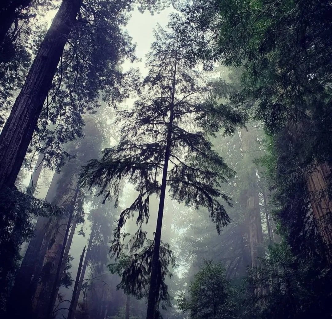 HuntSumZombiez's tweet photo. Jedidiah Smith State Park NorthernCalifornia. Redwood National Forest
#Nature #Beauty #amateurphotography #amaturephotographer #Redwoods #Forest #NorthernCalifornia #Trees #Ferns #Serine #Fog #SunRays https://t.co/v5ADXvHgMm