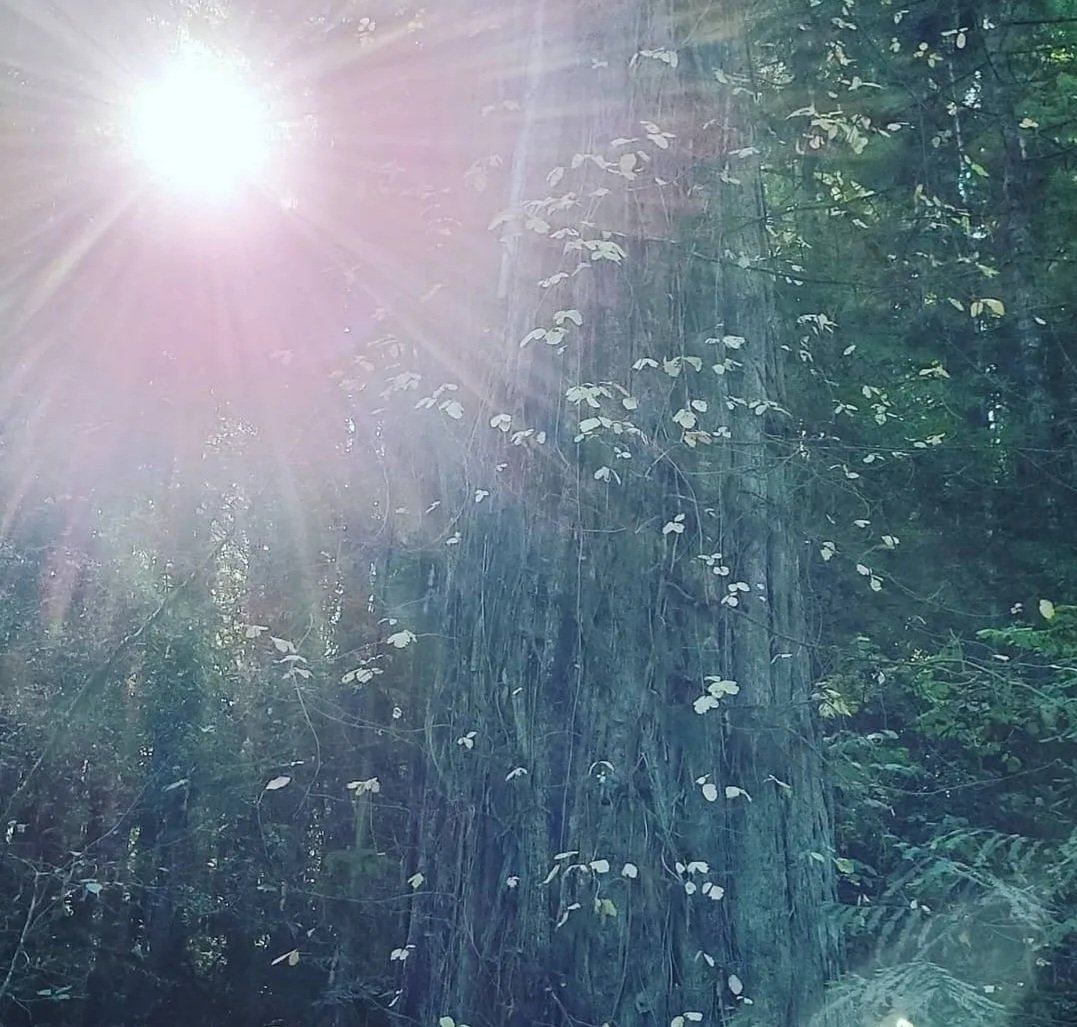 HuntSumZombiez's tweet photo. Jedidiah Smith State Park NorthernCalifornia. Redwood National Forest
#Nature #Beauty #amateurphotography #amaturephotographer #Redwoods #Forest #NorthernCalifornia #Trees #Ferns #Serine #Fog #SunRays https://t.co/v5ADXvHgMm
