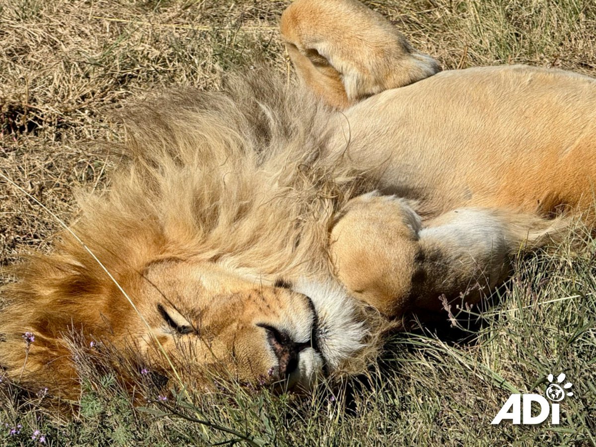 AnimalDefenders's tweet photo. Rolex was a youngster of 2.5 years old, a sub-adult lion, when we rescued him from a circus in Peru in 2014. Although heโs now 14 years old & one of the senior residents at ADIWS, itโs still hard not to think of him as that lively youngster. #StopCircusSuffering #RescuedLion https://t.co/1y0JKXOvHR