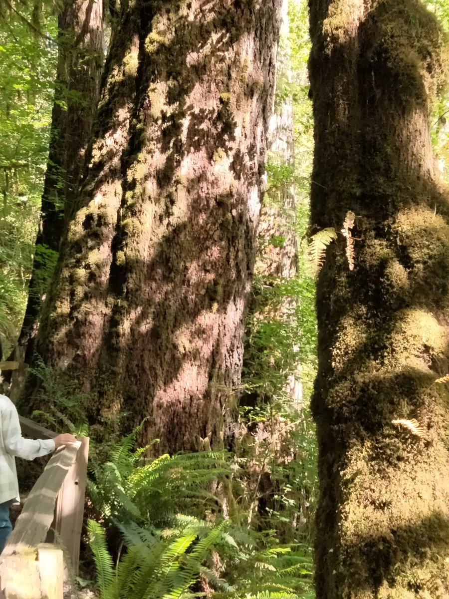 margmizu's tweet photo. More trees from the #PNW Mossy drapes and big trunks at the #HohRainforest in #WashingtonState. Visit the #Hoh if you can! #travel #traveling #travellers #trees #treelover https://t.co/DDfVauDdi3