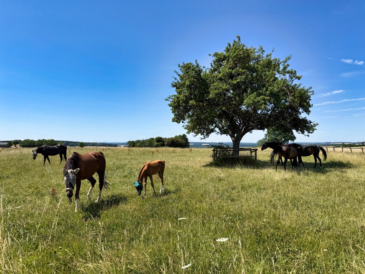 sober_runner7's tweet photo. Sommer im #Hunsrück 🏃🏻‍♂️ https://t.co/72ORdpp0sJ