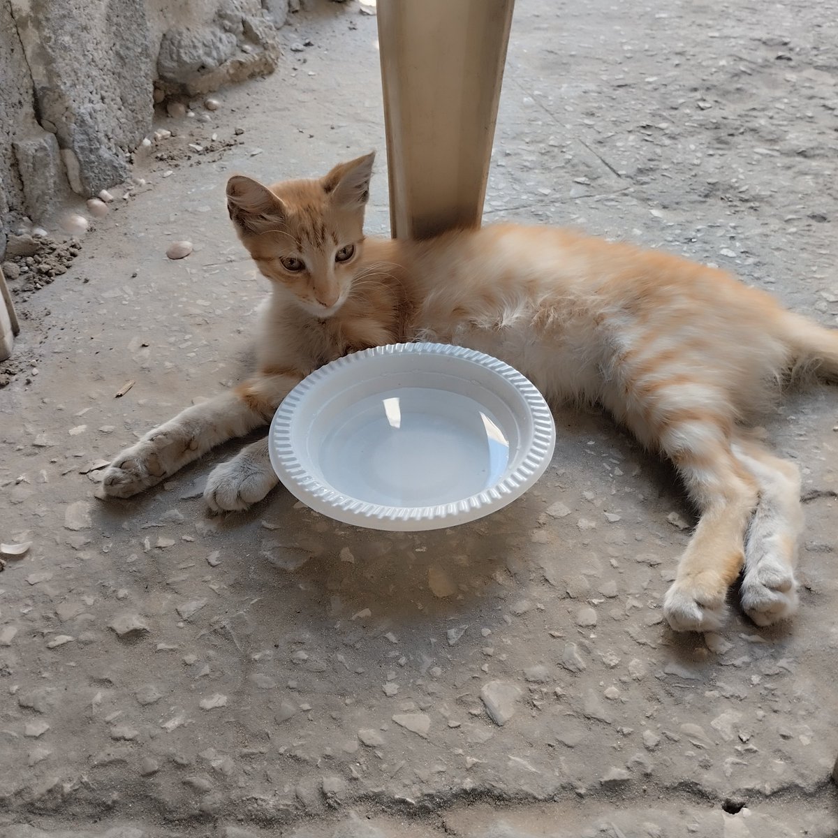 JoudGaza8ls's tweet photo. 💔 From Gaza...

My cat is hungry. Today, I could only give her water because I have no food to offer.

Even our animals are suffering. Please keep Gaza in your prayers. 🐈🇵🇸
Please share 🥺🙏 https://t.co/m9afNZa6EK