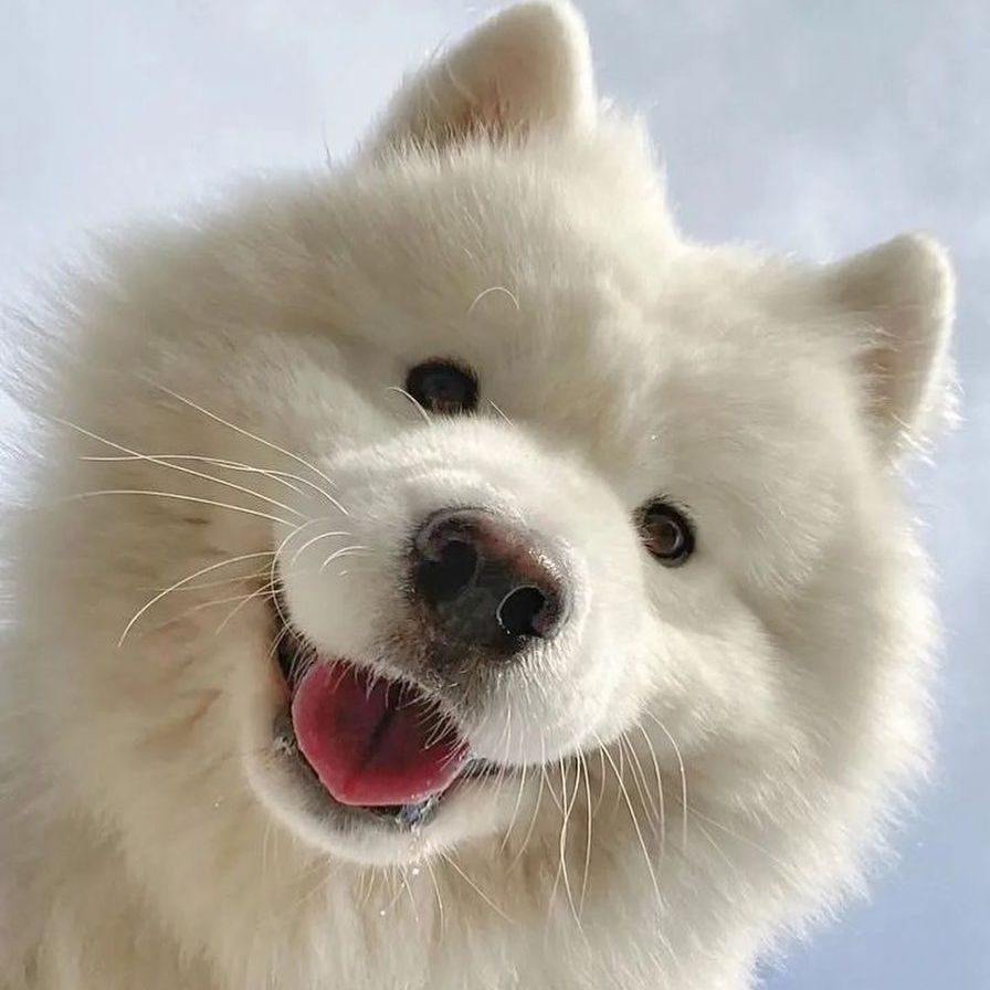 _animalsX's tweet photo. Snowy smile looking up like winter joy ❄️😆 https://t.co/rFsJgiigH9