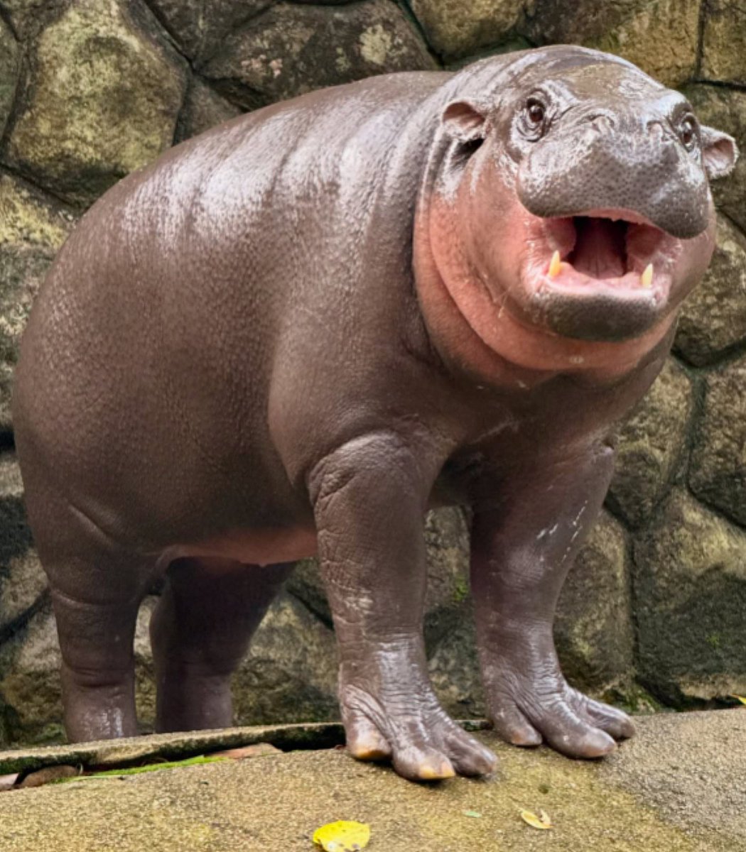 Dexerto's tweet photo. Viral pygmy hippo Moo Deng turned two years old today

The birthday cake was made from her favorite fruits and vegetables and even featured a carved portrait of her https://t.co/wMLb8tRZtg