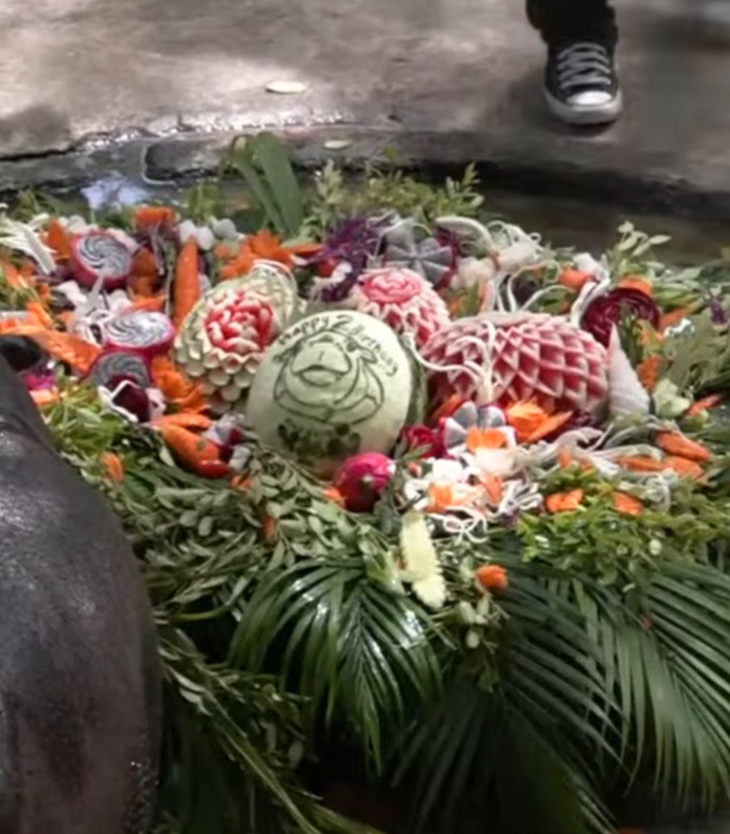 Dexerto's tweet photo. Viral pygmy hippo Moo Deng turned two years old today

The birthday cake was made from her favorite fruits and vegetables and even featured a carved portrait of her https://t.co/wMLb8tRZtg