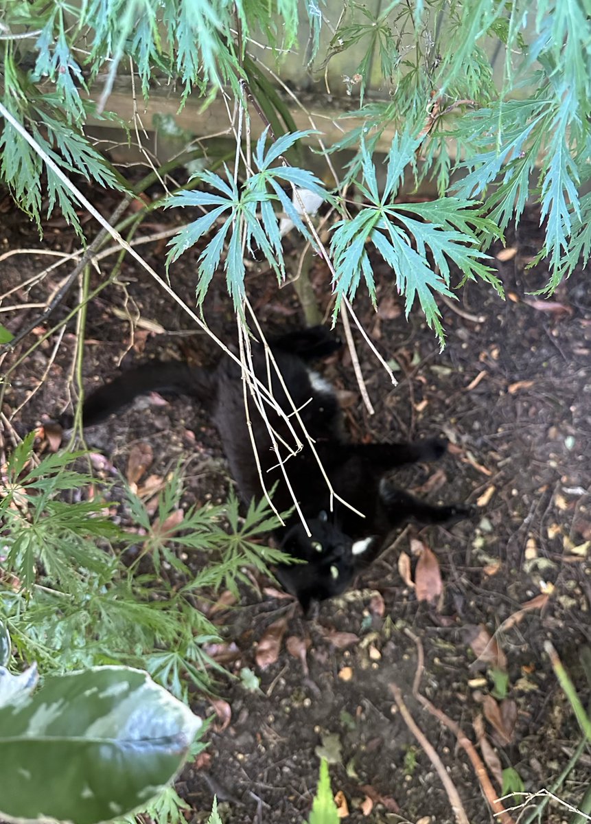 MunchPudding's tweet photo. Good evening furiends & Happy #Friyay! I just returned form #Hedgewatch duties for a spot of lunch / tea! ๐ Then I had a paw wash ๐พ ๐งผ and did some #DailyRolling under my bushes! ๐พ ๐ฟ Mum set off to Waitrose to get our Friday treats! ๐ฃ https://t.co/49is6riF36