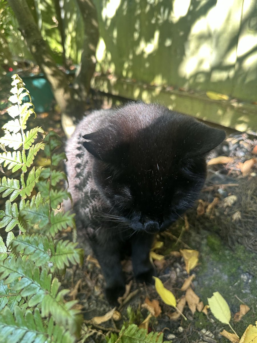 MunchPudding's tweet photo. Good evening furiends & Happy #Friyay! I just returned form #Hedgewatch duties for a spot of lunch / tea! ๐ Then I had a paw wash ๐พ ๐งผ and did some #DailyRolling under my bushes! ๐พ ๐ฟ Mum set off to Waitrose to get our Friday treats! ๐ฃ https://t.co/49is6riF36