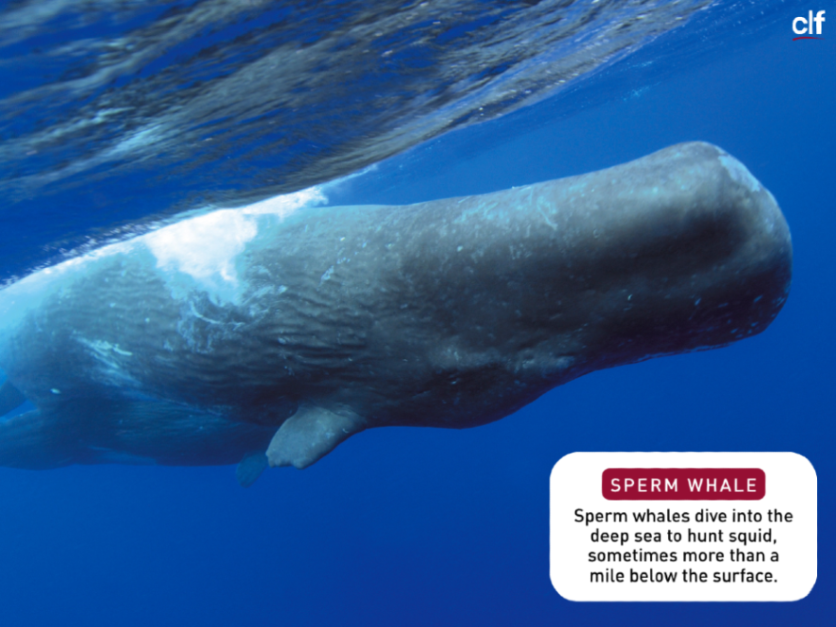 Conservation Law Foundation tweet media