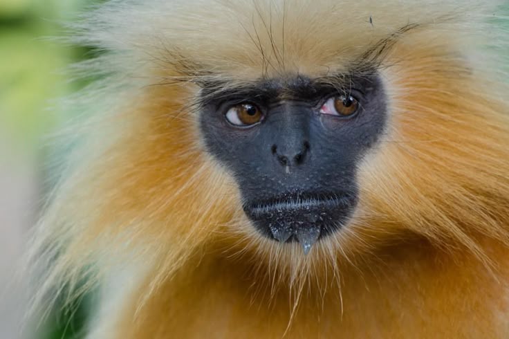 AMAZlNGNATURE's tweet photo. The Golden Langur is one of India's most endangered primates

Found only in a small region of western Assam, India, and neighboring Bhutan, this striking monkey is known for its golden coat, black face, and life spent almost entirely in the treetops https://t.co/LSallq7MFv
