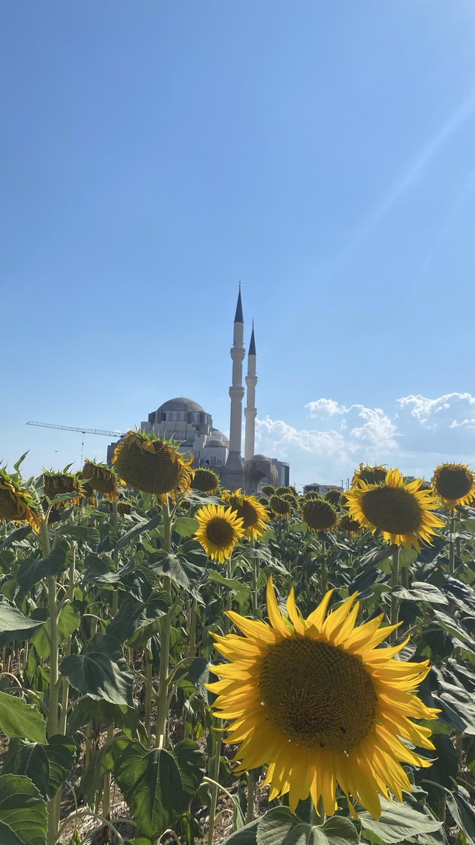 1_saffderun's tweet photo. Sessiz, sâkin, asûde bir yaşam..🌞 https://t.co/5HCAoGdUxS