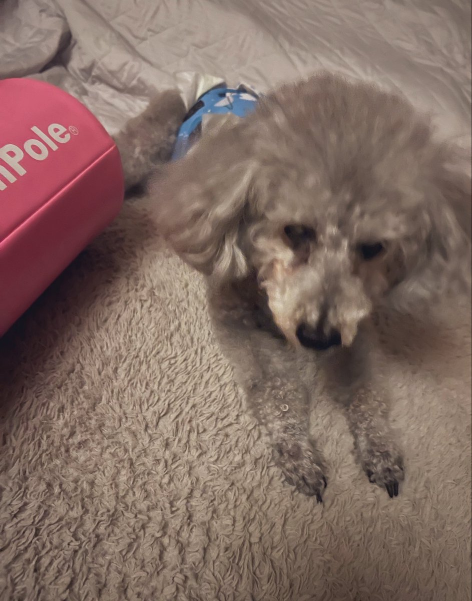 ttmrct's tweet photo. ストレッチをしていると必ず一緒にごろごろしてくれるの可愛い

#老犬 #ハイシニア https://t.co/k9kYZS4WKW