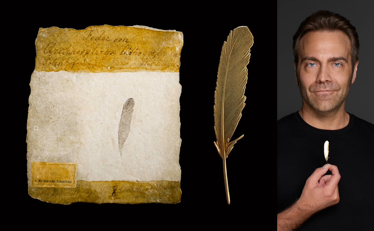 USouthFlorida's tweet photo. For more than 20 years, #USF professor Ryan Carney has pursued paleontology’s biggest questions about Archaeopteryx — the fossil species that links birds and dinosaurs.
This month, he unveiled the world’s most scientifically accurate 3D reconstruction of the famous “bird dinosaur,” now on display at the @NatGeo Museum of Exploration in Washington, D.C.
🔗 Learn more about his life’s work: https://t.co/UyhZXRAu6G