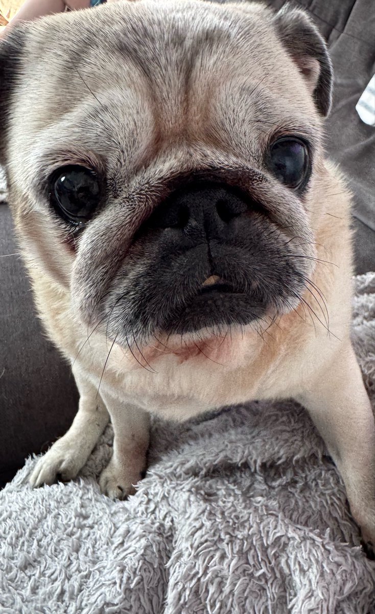 MidlifeCrysis_'s tweet photo. My best gaming buddy is 12 today.

We started Destiny together when she was a pup and now she keeps me company playing Enemy Zero this week. https://t.co/XHJ8lubGDR