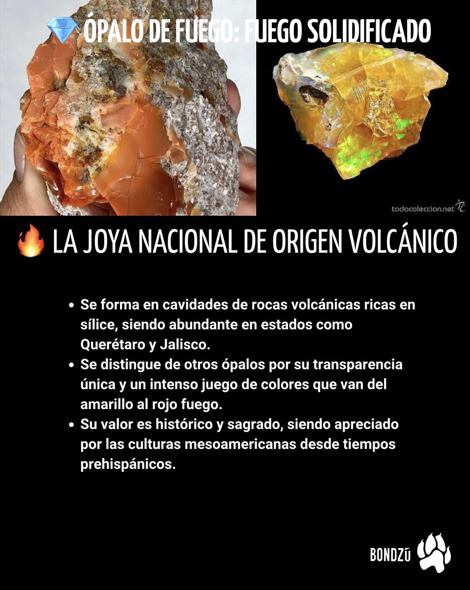 BondzuCubs's tweet photo. De la fauna que habita nuestras ciudades 🐾 a los tesoros que nacen de nuestra tierra volcánica 💎: ¡México está lleno de maravillas que merecen nuestra atención y respeto! 🇲🇽✨ #Biodiversidad #Ópalo #FaunaUrbana #Bondzú https://t.co/t3iZQBwbWh