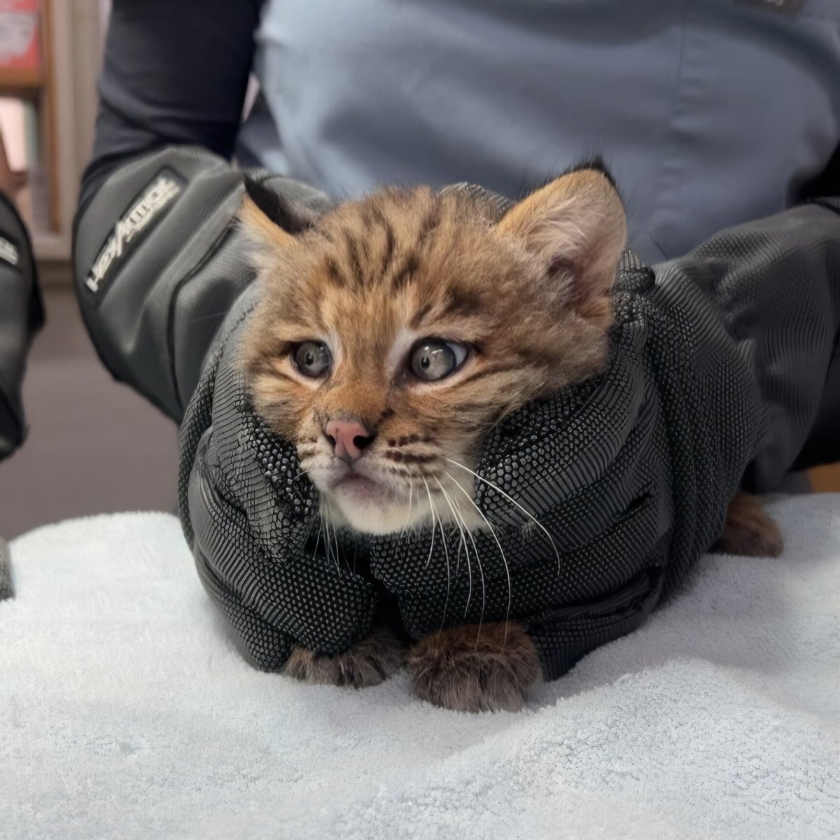 iyquraqt's tweet photo. Rural vet tech friend is the gift that keeps on giving: this bobcat kitten had a porcupine quill stuck in his butt https://t.co/noFAj398G6