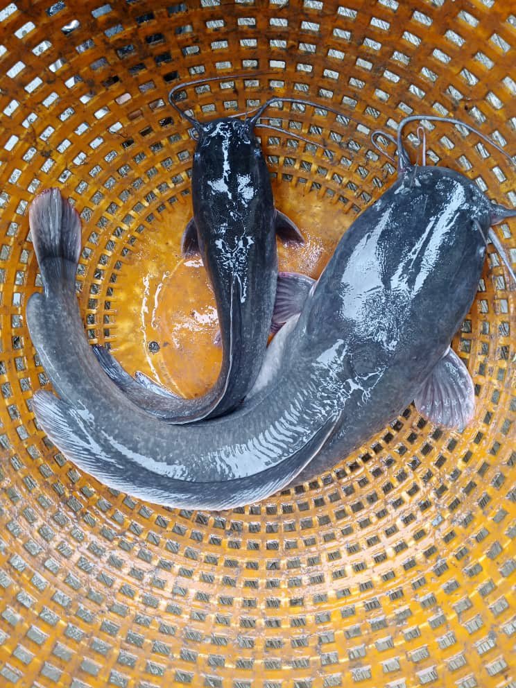 FarmwellOFCL's tweet photo. Hard to believe they are stocked on the same day and both are of the same age. That's why It’s always good to sort your fish on time. 

The moment your sorting is getting late you will notice big ones are already helping you handle the sorting themselves. 

Farmwell✍🏼 https://t.co/TlZMhDeynl