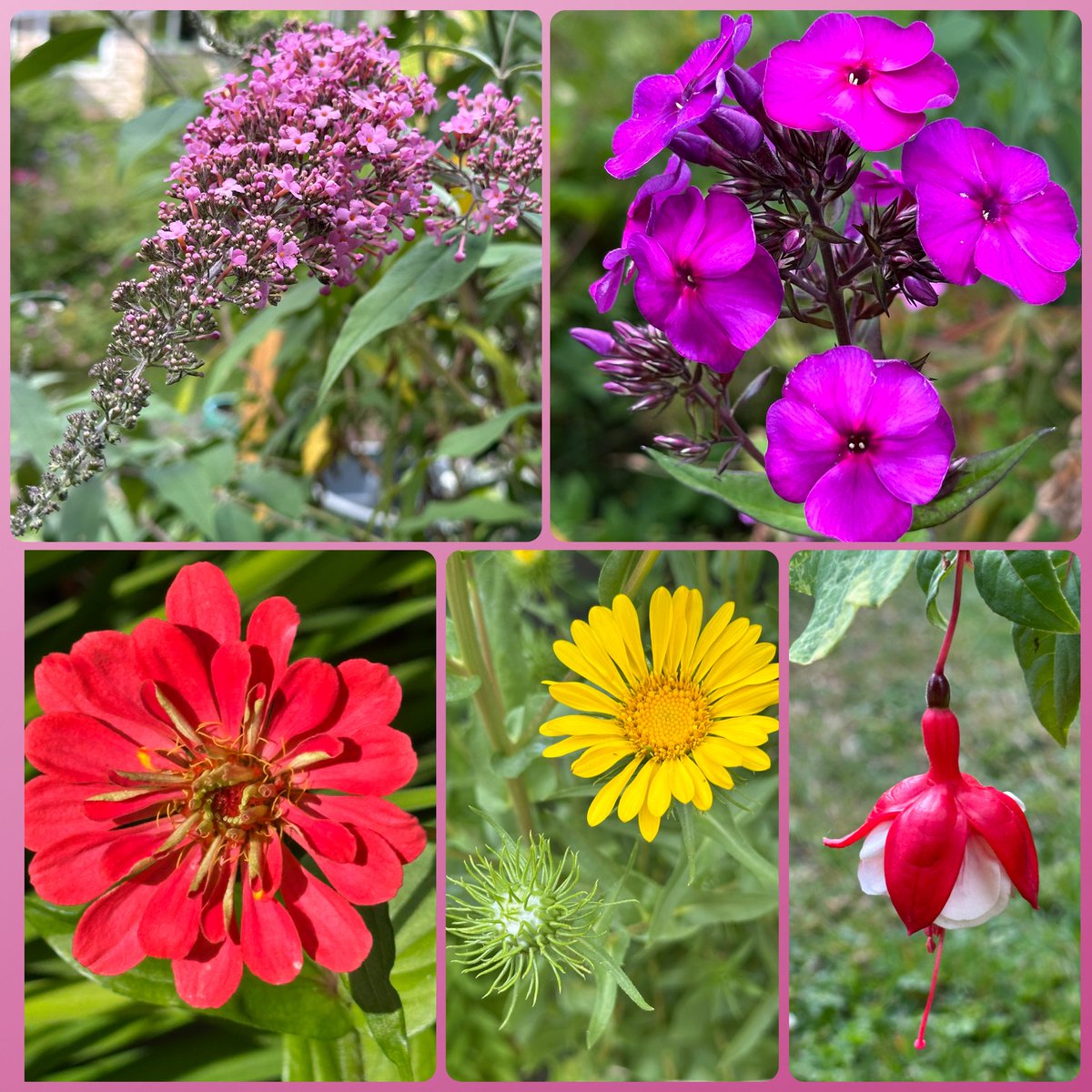 VanIsleGardener's tweet photo. New blooms out in #MyGarden yesterday and today including some #FridayPink
Buddleia, Phlox, Zinnia, Gumweed in native plant garden, and a fuchsia I’ve kept alive in the greenhouse for a few winters. #FlowersOnFriday #FiveOnFriday #SummerFlowers https://t.co/2dnqPTMulh