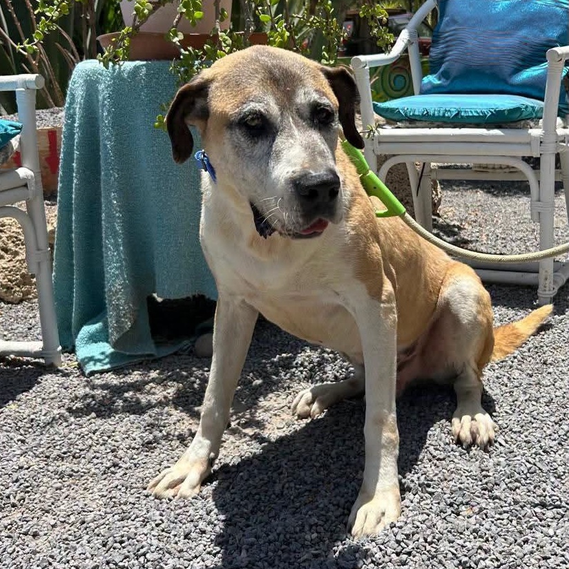 SosAbuelos1's tweet photo. #TENERIFE
No se sabe la edad exacta. La suponen 11 años. Lo que se sabe es que en la prote ya lleva siete
#IZZY es una dama: grande, bonita, atenta y paciente
¿Y si conseguimos que el resto de su vida lo pase en una casa? Se lo merece!
664 32 12 19 // teneriffa@aktiontier.org https://t.co/wLEUtm1Ql5