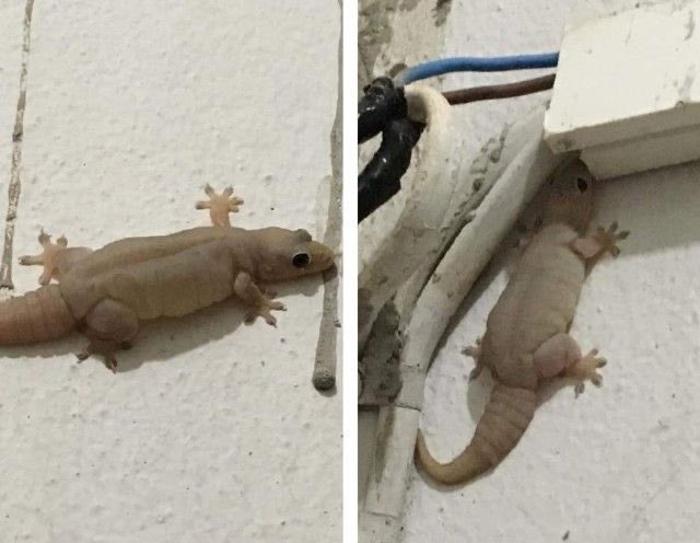 Grachidex's tweet photo. Found this wall gecko, guys what specie is this? https://t.co/2OIPDb0PSQ