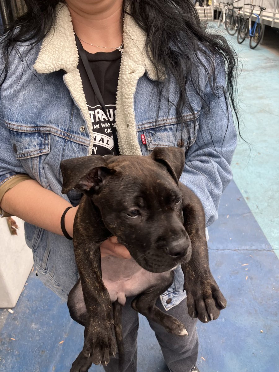 joey_tuccio's tweet photo. What do all these dogs have in common? They were all dumped on the streets of Skid Row within 12 hours. https://t.co/eIC0X4ex65