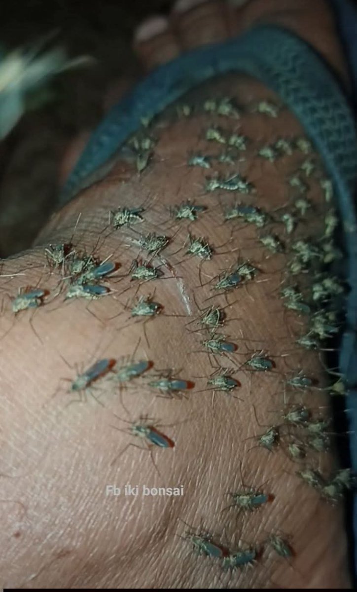hazemkhilla's tweet photo. In Gaza, even the mosquito has become part of the daily suffering.
Heat, tents, stagnant water, and harsh conditions make everything harder — even sleep is no longer peaceful.
Yet people are still trying to survive through it all. 😥
https://t.co/ZA6ngSZBuj https://t.co/CmLgQQpCj3